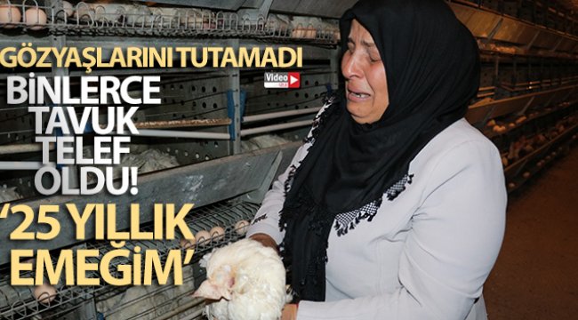 Kahramanmaraş'ta 10 bin tavuk telef oldu, sahibi ağıt yaktı