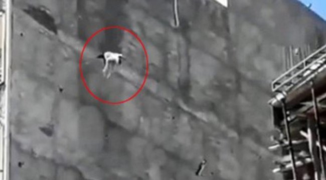 Şanlıurfa'da korkunç görüntü! Yedi katlı binanın çatısında mahsur kalan köpek böyle atladı
