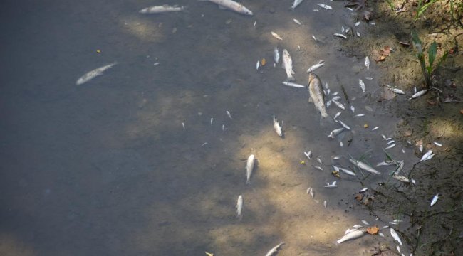 Bartın Irmağı'nda görülen toplu balık ölümleri nedeniyle inceleme başlatıldı