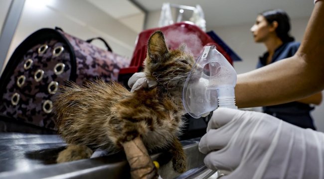 İBB, orman yangınlarından etkilenen hayvanlara veteriner gönderiyor 