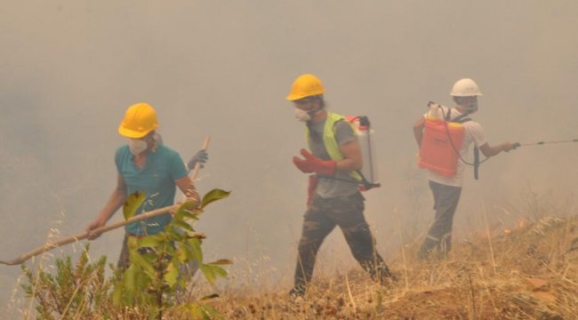 Muğla'da zeytinlik ve ormanlık alandaki yangınlara 6 tutuklama