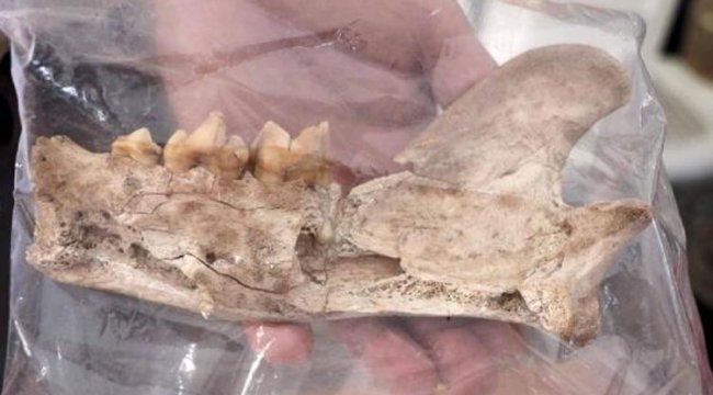 Kayseri'de heyecanlandıran keşif! 4 bin yıl öncesine ait aslan kemiği bulundu