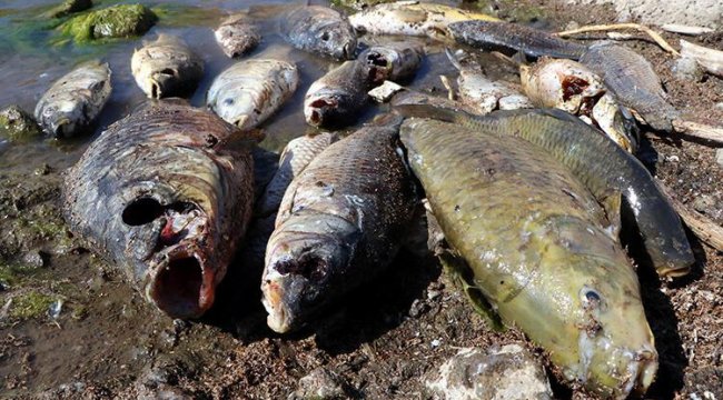 Van'da yüzlerce ölü balık kıyıya vurmuştu! Nedeni belli oldu