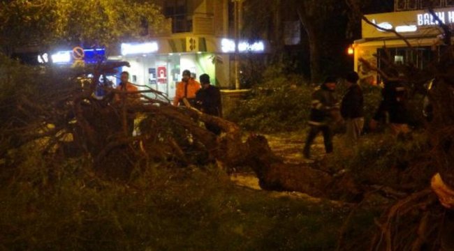 İzmir'de şiddetli rüzgar, ağaçları kökünden söktü