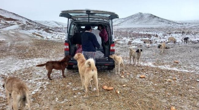Karlı havada 60 kilometre gitti, köpekleri besledi