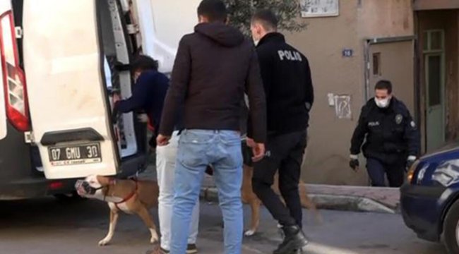 Antalya'da iki pitbullun saldırdığı kadın yaralandı