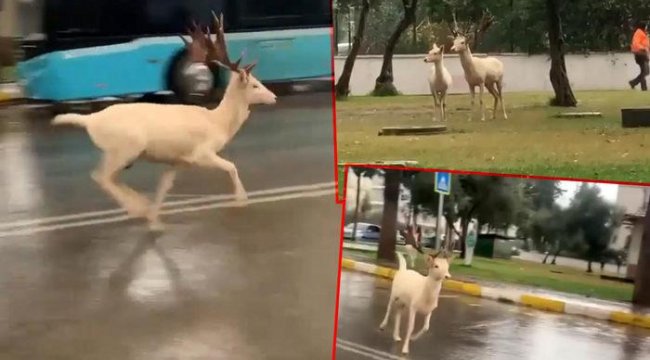 Antalya'da ilginç anlar! Yol ortasında 2 geyik koşarken görüntülendi…