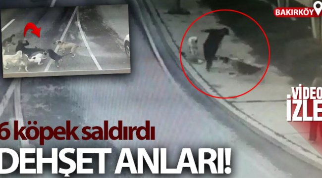 Bakırköy'de dehşet dolu anlar, iş adamına 6 köpek saldırdı