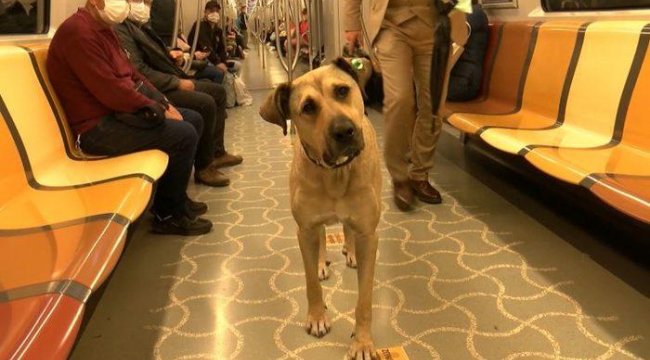 İstanbul'u turlayan köpek Boji'i Ömer Koç sahiplendi! Ekrem İmamoğlu duyurdu