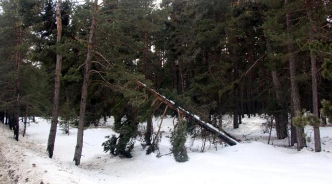 Bolu'daki yoğun kar yağışının ardından ağaçlar devrildi