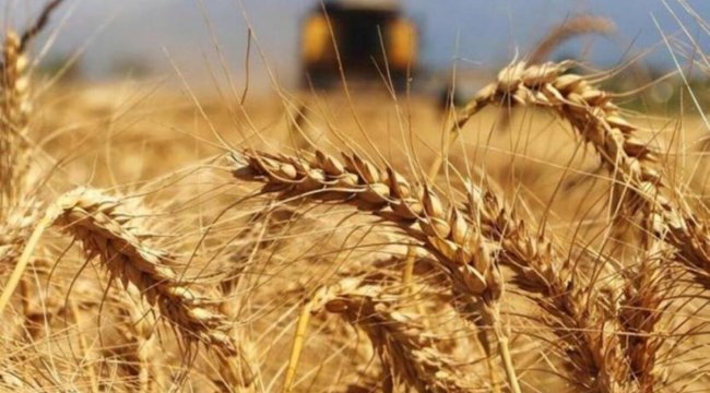Son dakika: Tarım ve Orman Bakanlığı: Hindistan'dan buğday ithal edildiğine dair iddialar gerçeği yansıtmamaktadır