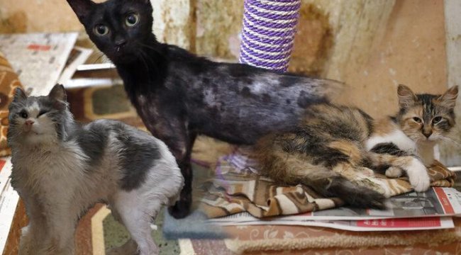 Büyükada'da kedi koronavirüsü salgını iddiası! Yüzlercesi öldü, tek tek karantinaya alınıyorlar