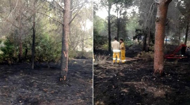 Datça'daki orman yangını, sigara izmaritinden çıkmış