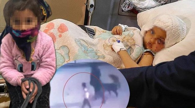 Son dakika | Asiye bebeğe annesi tasma takıp ellerini bağlamış! Pitbull saldırısına uğradığı anlar Türkiye'yi kahretmişti