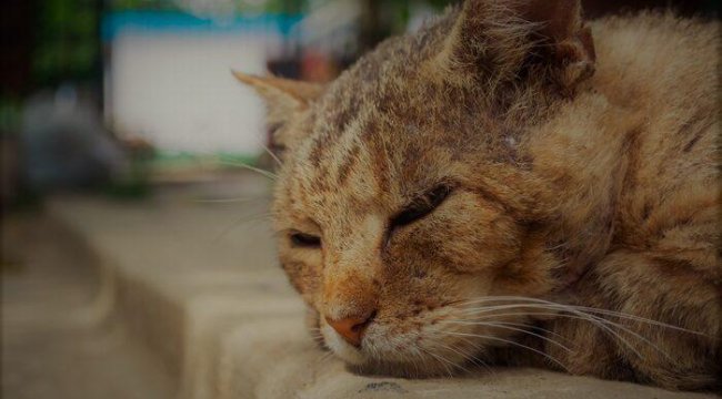 Malatya'da kedi vahşeti! Fırına atıp yakmıştı... 3 yıl hapis verilen sanık tahliye edildi