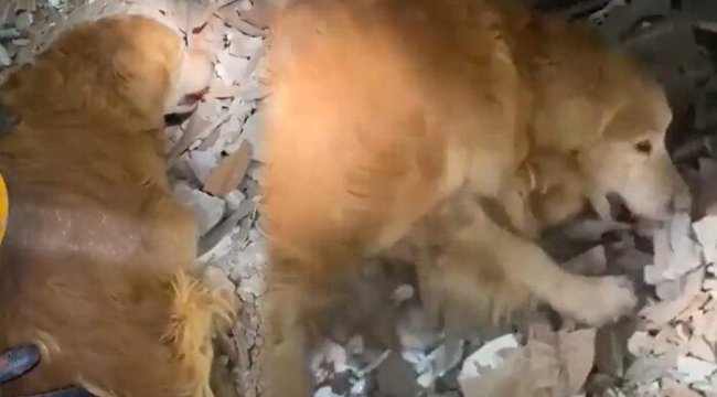 HAYVAN DÜŞMANLARI BU HABERİ OKUSUN Köpek sahibini bekledi, kediyle yemeğini paylaştı... Deprem bölgesinden duygulandıran görüntüler