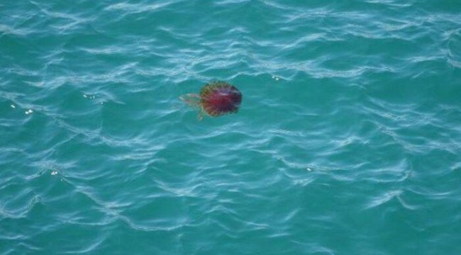 Bu canlı ile sakın temas etmeyin! Çanakkale Boğazı'nda zehirli tehlike: Pusula denizanası